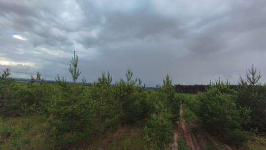 🌲🌳 В городском округе Коломна в молодняках провели так называемые рубки ухода за лесами. Работы прошли на..