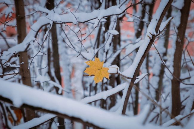 Снег в Расторгуево🥶 
Фото:..