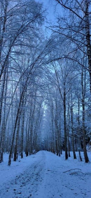 ☃️ Зимняя сказка в Лесопарке..