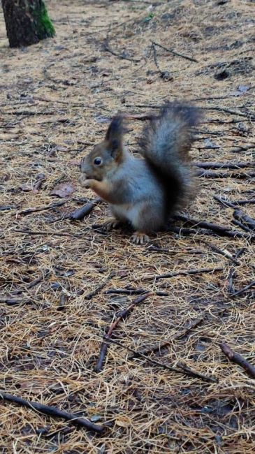 ВОТ ЭТО ВСТРЕЧА 🐿️
А кого вы встречали в..