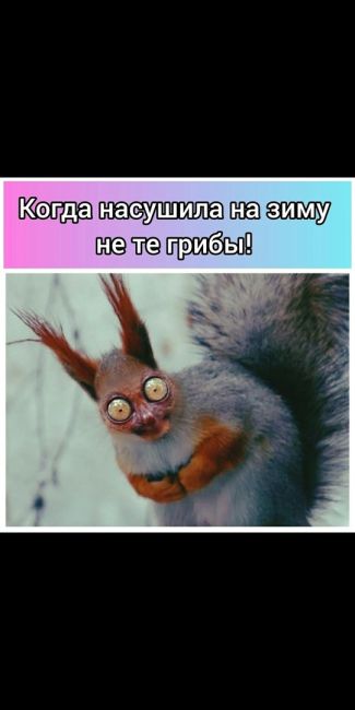 ВОТ ЭТО ВСТРЕЧА 🐿️
А кого вы встречали в..