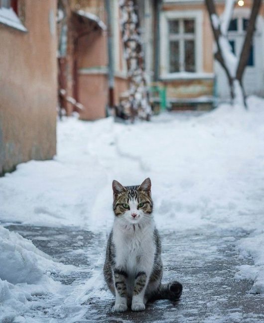 🐈 Госдума утвердила поправки в КоАП, ужесточающие ответственность владельцев животных за нарушение правил..