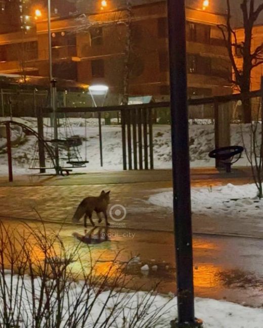 Город засыпает и на прогулку по скверу на Втором Заводе выходит она… лисичка-сестричка..