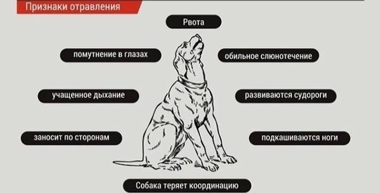 Подольск
! Пострадало уже 10 собак !  Разыскиваются владельцы отправленных собак мкр Кузнечики, Подольские..