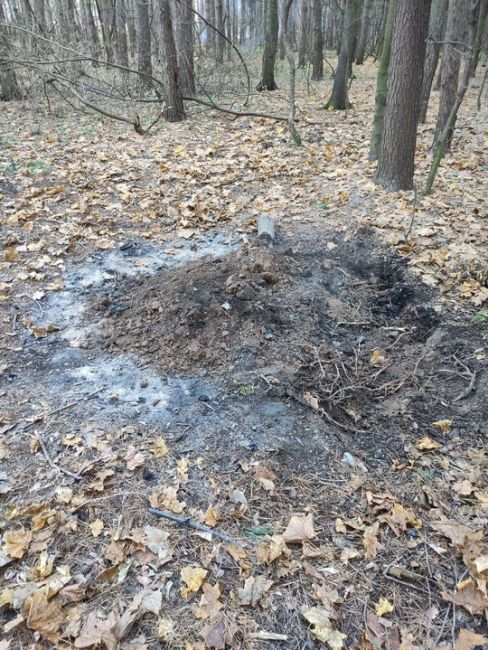 12 неконтролируемых костров сегодня разожгли и ушли из леса в лесопарке "Ёлочки". В итоге пришлось даже..