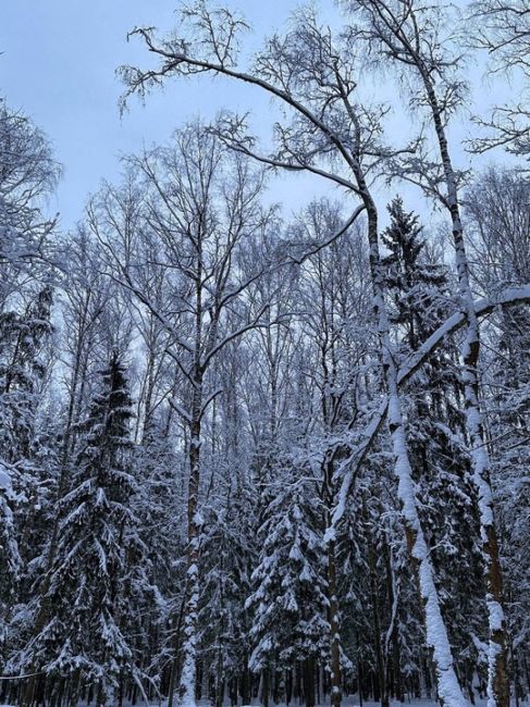 Зима все ближе: циклон «Каэтано» направляется в сторону Подмосковья ❄️  Как сообщают синоптики, уже в..