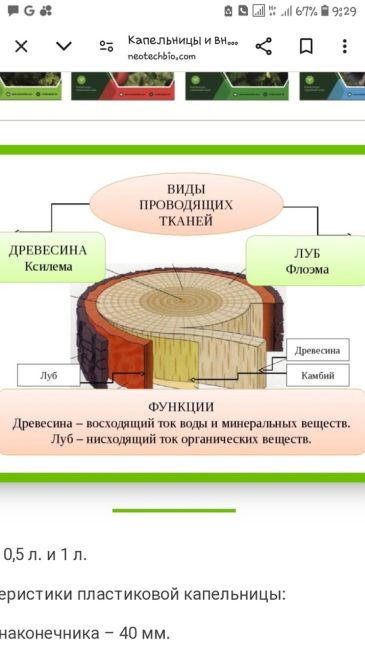 В минувшие выходные в Сергиево-Посадском парке «Скитские пруды» появились новые жители.  Шесть белочек..