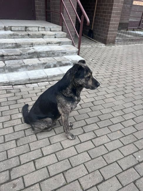 Уважаемые Долгопрудненцы! 
В районе ЖК Новые Водники бегает замечательная собака. На вид - ухоженная. Глазки..