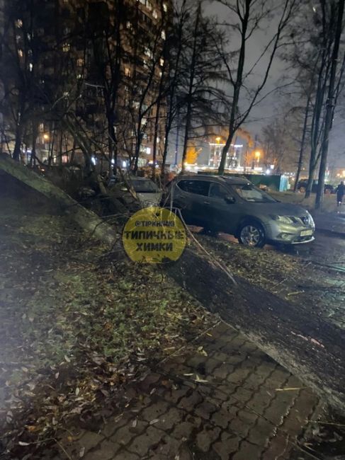 На жилой дом №8 по ул.9 мая упало дерево во время вчерашнего шторма!  Пострадали 3 первых этажа. Выбило стекла и..