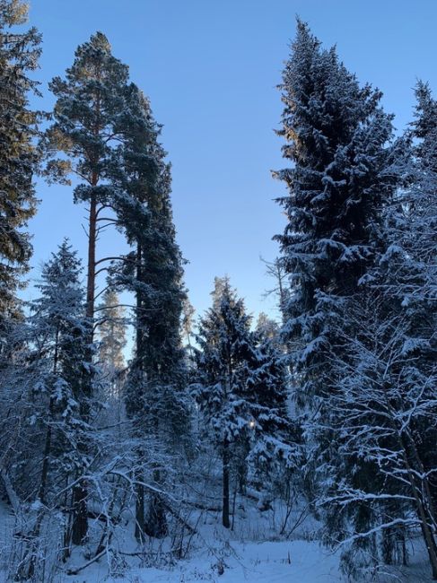 Вот и время для нарядной ёлочки пришло 🎄  Да-да, до Нового года осталось полтора..