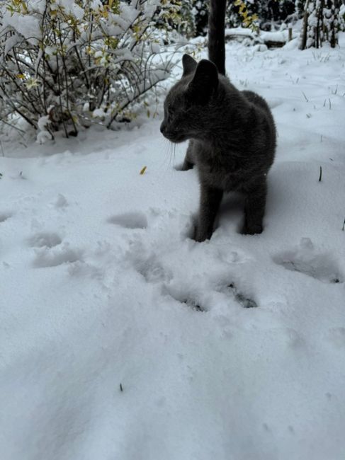 СРОЧНО НУЖЕН ДОМ ИЛИ ПЕРЕДЕРЖКА!🆘🆘🆘
Малыш не выживет на улице!!! Возраст примерно месяцев 6-7, очень..