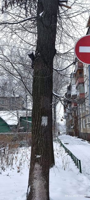 Здравствуйте! Найден котёнок, возьмите в добрые руки! 🙏 
Котёнок на дереве возле дома по адресу: 1-й..