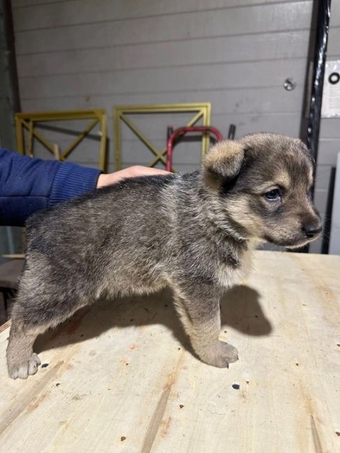 Всем доброго дня! 
На складе в Химках прибилась собака и родила 7 щенков. 🐶  Ищем добрые заботливые руки для..