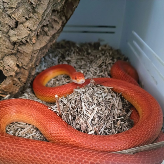 🐍 ❄ «Они ласковые, как кошки»  Каких только не бывает профессий! Есть среди них крайне непопулярные - так..