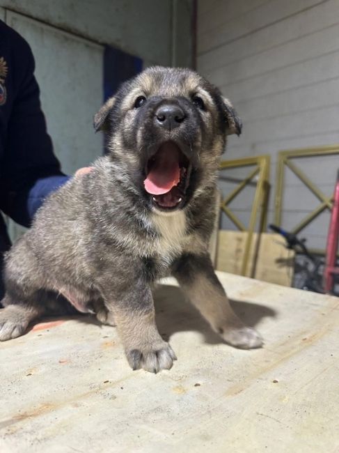 Всем доброго дня! 
На складе в Химках прибилась собака и родила 7 щенков. 🐶  Ищем добрые заботливые руки для..