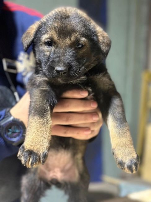 Всем доброго дня! 
На складе в Химках прибилась собака и родила 7 щенков. 🐶  Ищем добрые заботливые руки для..