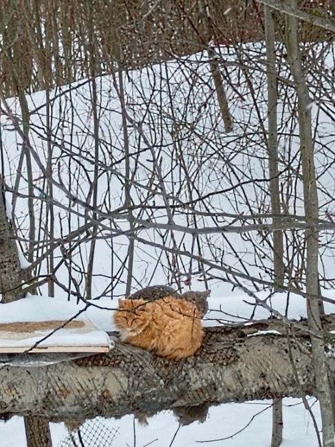 Котики греют нас..