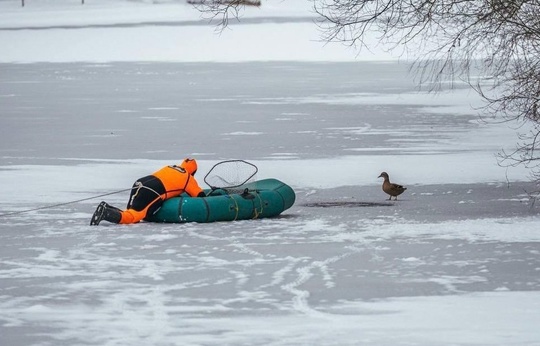 Хитрая утка обманула доверчивых спасателей 🦆  Она долго сидела на льду и звала на помощь. Люди решили, что..