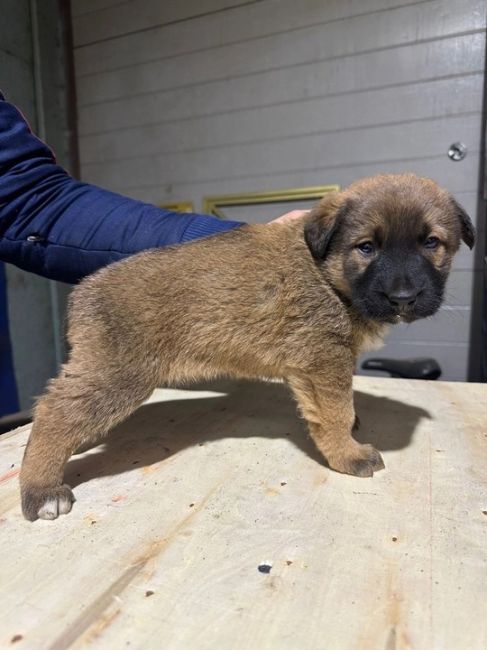 Всем доброго дня! 
На складе в Химках прибилась собака и родила 7 щенков. 🐶  Ищем добрые заботливые руки для..