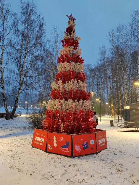 А это елки Нового Света..