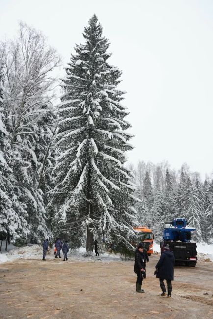 🌲 Главную новогоднюю елку страны спилили в Подмосковье.
Мероприятие прошло в торжественной обстановке. Не..