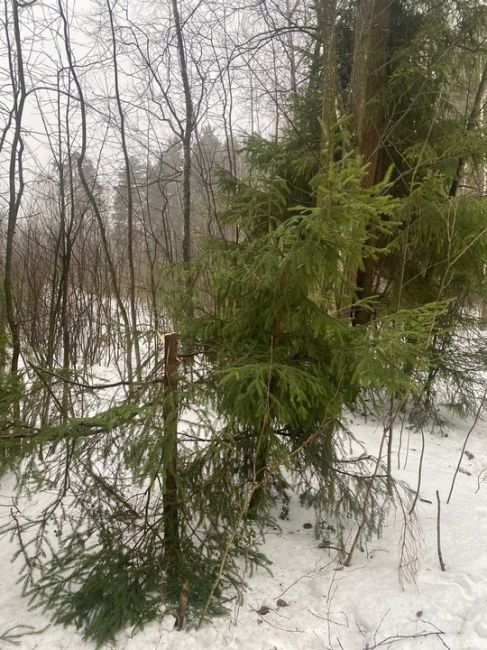 В ЛЕСУ РОДИЛАСЬ ЁЛОЧКА 🌲 В ЛЕСУ И УМЕРЛА
В лесу внаглую елки пилят. Варвары какие-то. На фото тропа за..