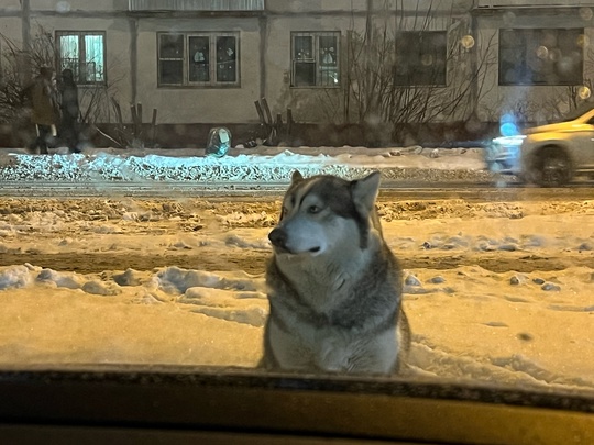 Никто не терял собаку ? Бегает рядом с большой пятерочкой на Гагарина..