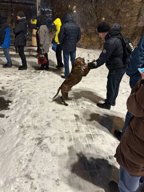 Чей питбуль? Хозяин найдись. Конечная..