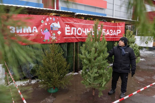 В Подольске начали открываться первые ёлочные базары.  Главный атрибут новогодних праздников уже можно..