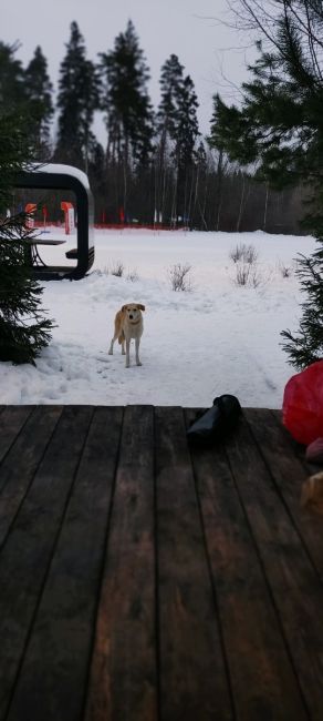 Лыжная база, где конюшня Бородино( в сторону Пирогово).Пугливая, не дала посмотреть..