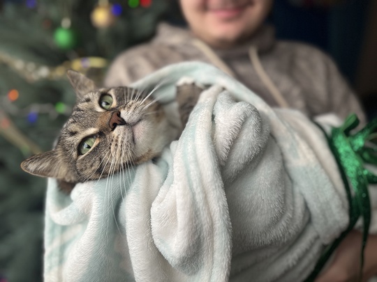 🍼🐱 Котоняня, сборщик бутербродов и менеджер распила... Самые необычные вакансии уходящего 2024 года  Пока..