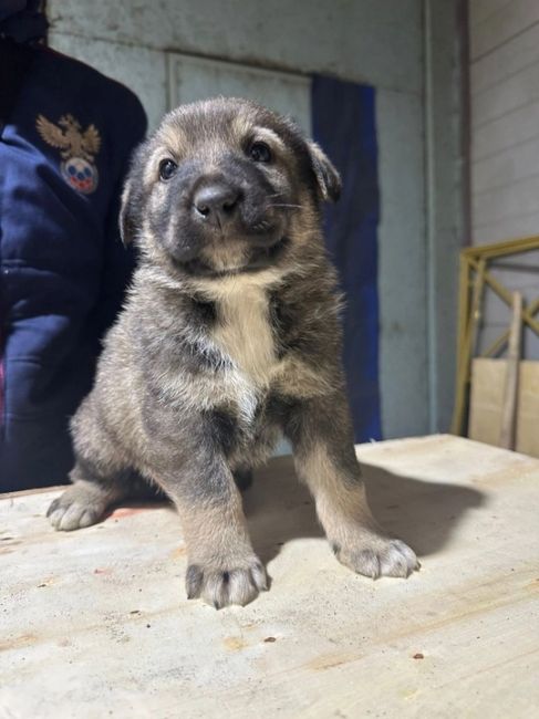 Всем доброго дня! 
На складе в Химках прибилась собака и родила 7 щенков. 🐶  Ищем добрые заботливые руки для..