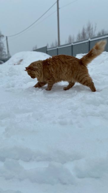 Пропал кот! Помесь мейн куна, 2 года. Ушел вечером 20 декабря и не вернулся 😢. Территориально Молзино 1-Ая..