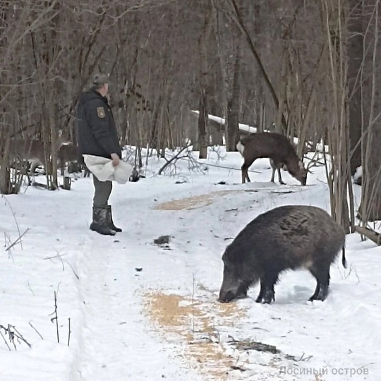 Завтрак в «Лосином острове».  С началом зимнего сезона в нацпарке активно подкармливают диких животных. Пищу..