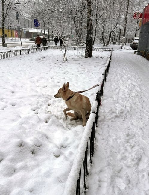 СОБАЧКА ЧУТЬ НЕ ЗАМЁРЗЛА 😢
Всех с Наступающим Праздником! На первой Балашихе (проспект Ленина) возле первой..