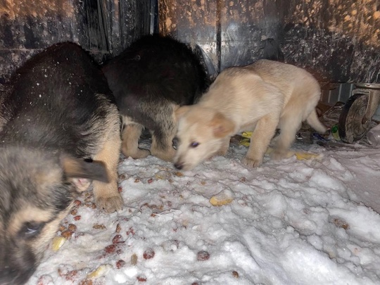 г. Коломна, п. Пирочи.🆘🆘🆘🆘
На помойку выбросили 6 или 7 щенков (понять точное количество сложно, т.к. они..