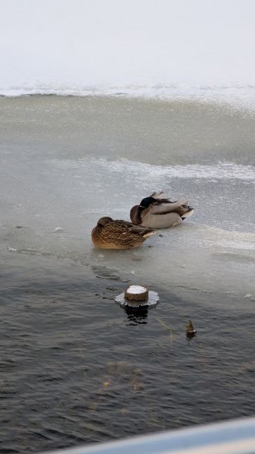 Зимняя Пехорка, Балашиха
📸[id28788858|Андрей..