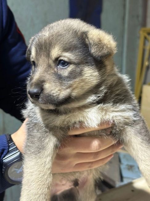 Всем доброго дня! 
На складе в Химках прибилась собака и родила 7 щенков. 🐶  Ищем добрые заботливые руки для..