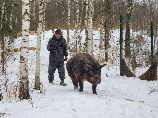 Волонтеры из Ногинска спасли козлика Фараона и свина Сеню от ужасных хозяев  Те держали животинок в частном..