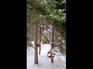 Парковский лес🌳 ❄️  📸Татьяна..