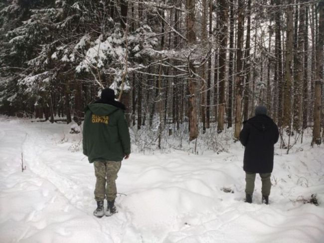 В лесу у Правдинского по просьбам местных жителей высадят новый лес вместо погибшего.  Фото: Комитет лесного..