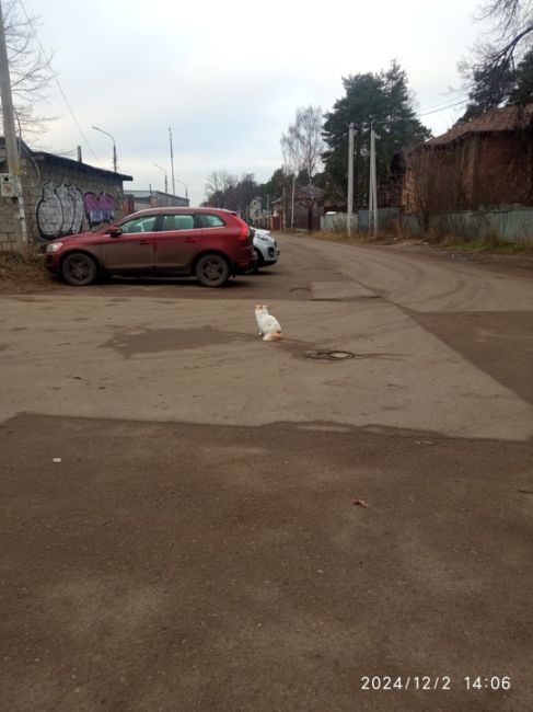 Бегает кот ,явно домашний 
Белый с рыжими пятнами пушистый, ласковый 
У м
Чайханы за РЭО, 25 школа
Сильно..