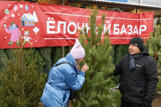 В Подольске начали открываться первые ёлочные базары.  Главный атрибут новогодних праздников уже можно..