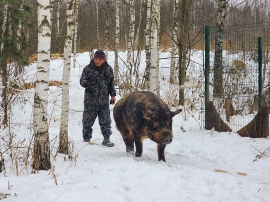 ✅ В Ногинском приюте для собак теперь есть хряк Сеня и козел Фараон. Волонтеры забрали их из частного дома,..