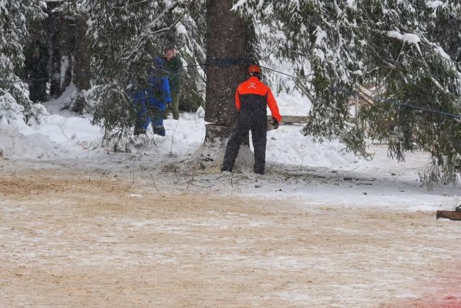 🌲 Главную новогоднюю елку страны спилили в Подмосковье.
Мероприятие прошло в торжественной обстановке. Не..