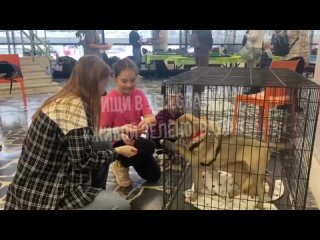 🐶🐱В настоящее время в культурном центре «Зеленоград» проходит выставка-пристройство животных из..