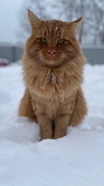 Пропал кот! Помесь мейн куна, 2 года. Ушел вечером 20 декабря и не вернулся 😢. Территориально Молзино 1-Ая..