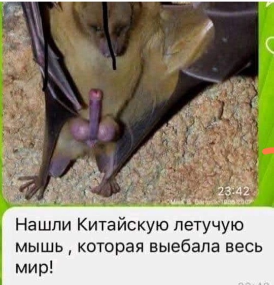 СПАСЕНИЯ ЛЕТУЧЕЙ МЫШИ. 🦇 
Сегодня ночью к нам в квартиру забралась летучая мышка, в итоге, как оказалось, все..