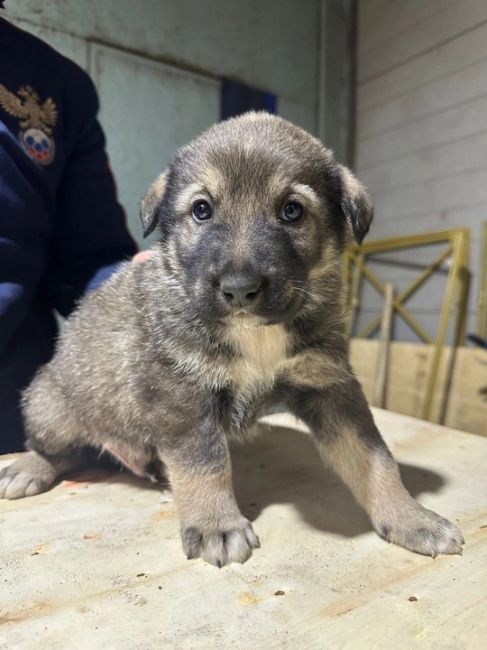 Всем доброго дня! 
На складе в Химках прибилась собака и родила 7 щенков. 🐶  Ищем добрые заботливые руки для..