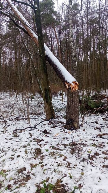 ХОТИМ ПАРК 🌲
Улица Орджоникидзе - ждём, чтобы облагородили, сделали парк. Очень много упавших деревьев,..